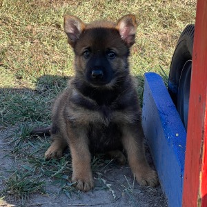 German Shepherd Dog Puppy Alana