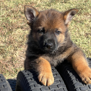 German Shepherd Dog Puppy Alana
