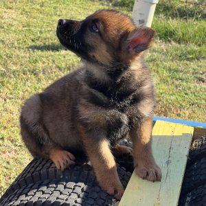 German Shepherd Dog Puppy Alana