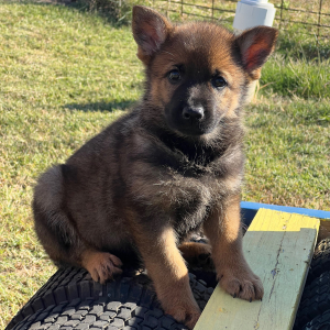 German Shepherd Dog Puppy Alana