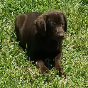 Labrador Retriever Puppy Carmella