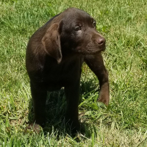 Labrador Retriever Puppy Carmella