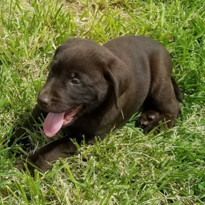 Labrador Retriever Puppy Carmella