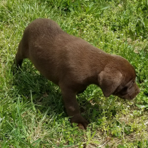 Labrador Retriever Puppy Carmella