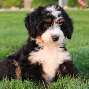 Bernedoodle Puppy Willy