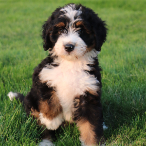 Bernedoodle Puppy Willy
