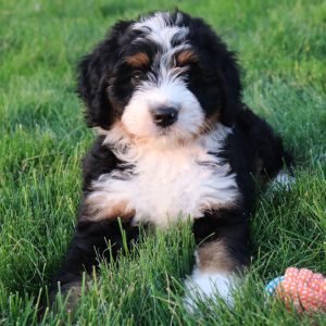 Bernedoodle Puppy Willy