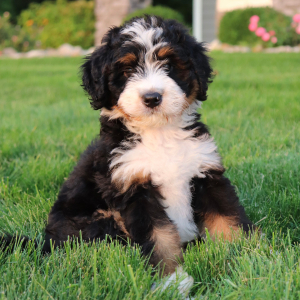 Bernedoodle Puppy Willy