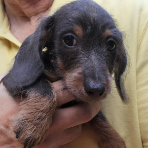 Dachshund Puppy Jasper
