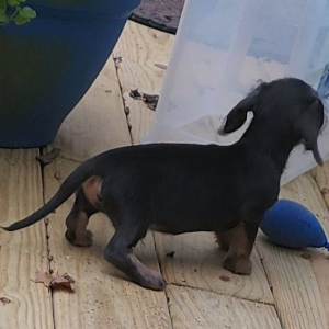 Dachshund Puppy Jasper