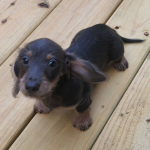 Dachshund Puppy Jasper