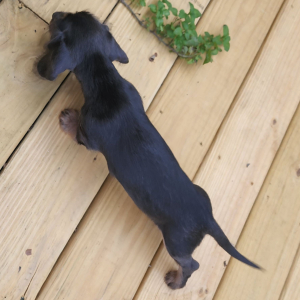 Dachshund Puppy Jasper