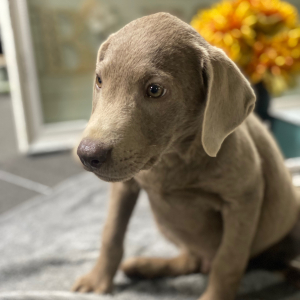 Labrador Retriever Puppy Axel