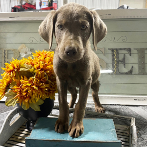 Labrador Retriever Puppy Axel
