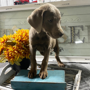 Labrador Retriever Puppy Axel