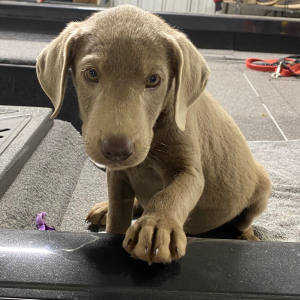Labrador Retriever Puppy Axel