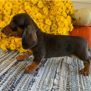 Dachshund Puppy Poppy
