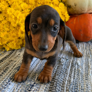 Dachshund Puppy Poppy