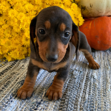 Dachshund Puppy Poppy
