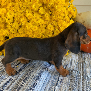 Dachshund Puppy Poppy