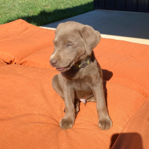 Labrador Retriever Puppy Dexter