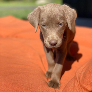 Labrador Retriever Puppy Dexter