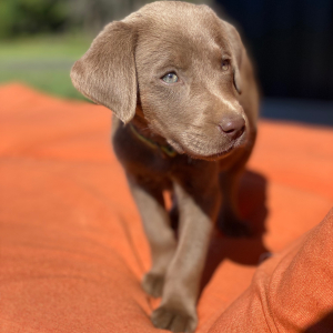 Labrador Retriever Puppy Dexter