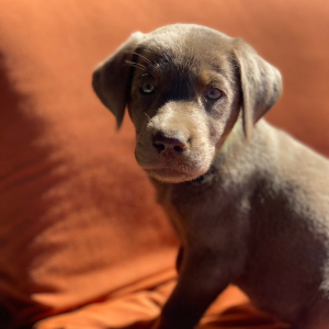 Labrador Retriever Puppy Dexter