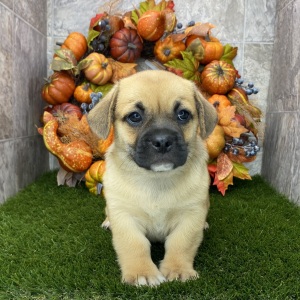 Porgi Puppy Fenwick