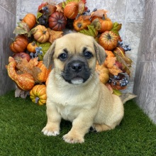 Porgi Puppy Fenwick