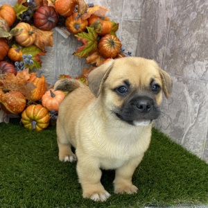 Porgi Puppy Fenwick