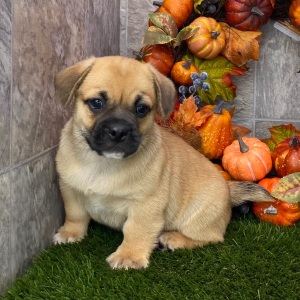 Porgi Puppy Fenwick