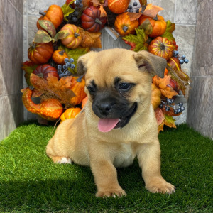 Porgi Puppy Frankie