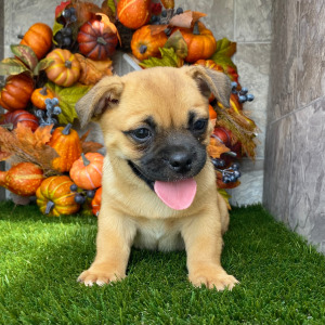 Porgi Puppy Frankie