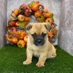 Porgi Puppy Frankie