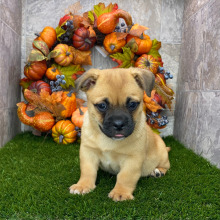 Porgi Puppy Frankie