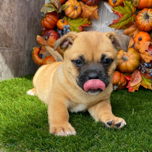 Porgi Puppy Frankie