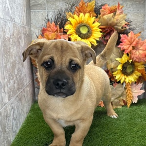 Porgi Puppy Frankie