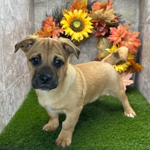 Porgi Puppy Frankie