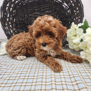 Poodle Puppy Libby