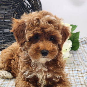 Poodle Puppy Libby