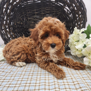 Poodle Puppy Libby