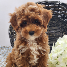 Poodle Puppy Libby