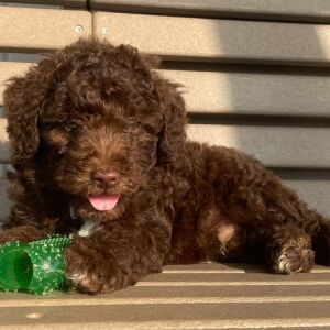 Goldendoodle Puppy Kyle