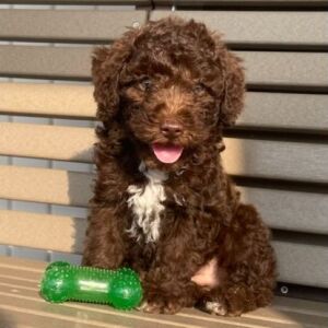 Goldendoodle Puppy Kyle