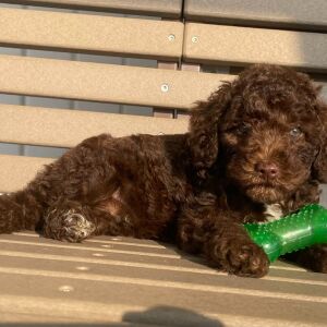 Goldendoodle Puppy Kyle