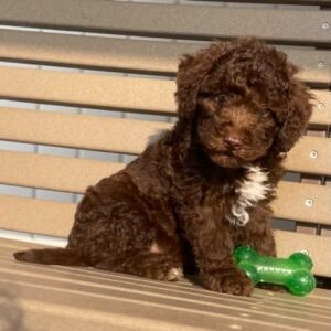 Goldendoodle Puppy Kyle