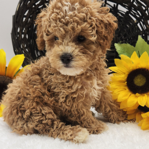 Poodle Puppy Max
