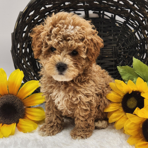 Poodle Puppy Max