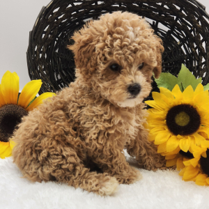 Poodle Puppy Max